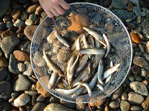 H15,9,3~4那珂川八溝大橋上の瀬での釣果,30匹